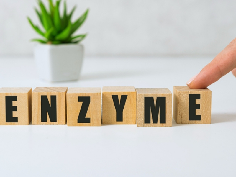 Enzymen: sleutelrol in de spijsvertering
