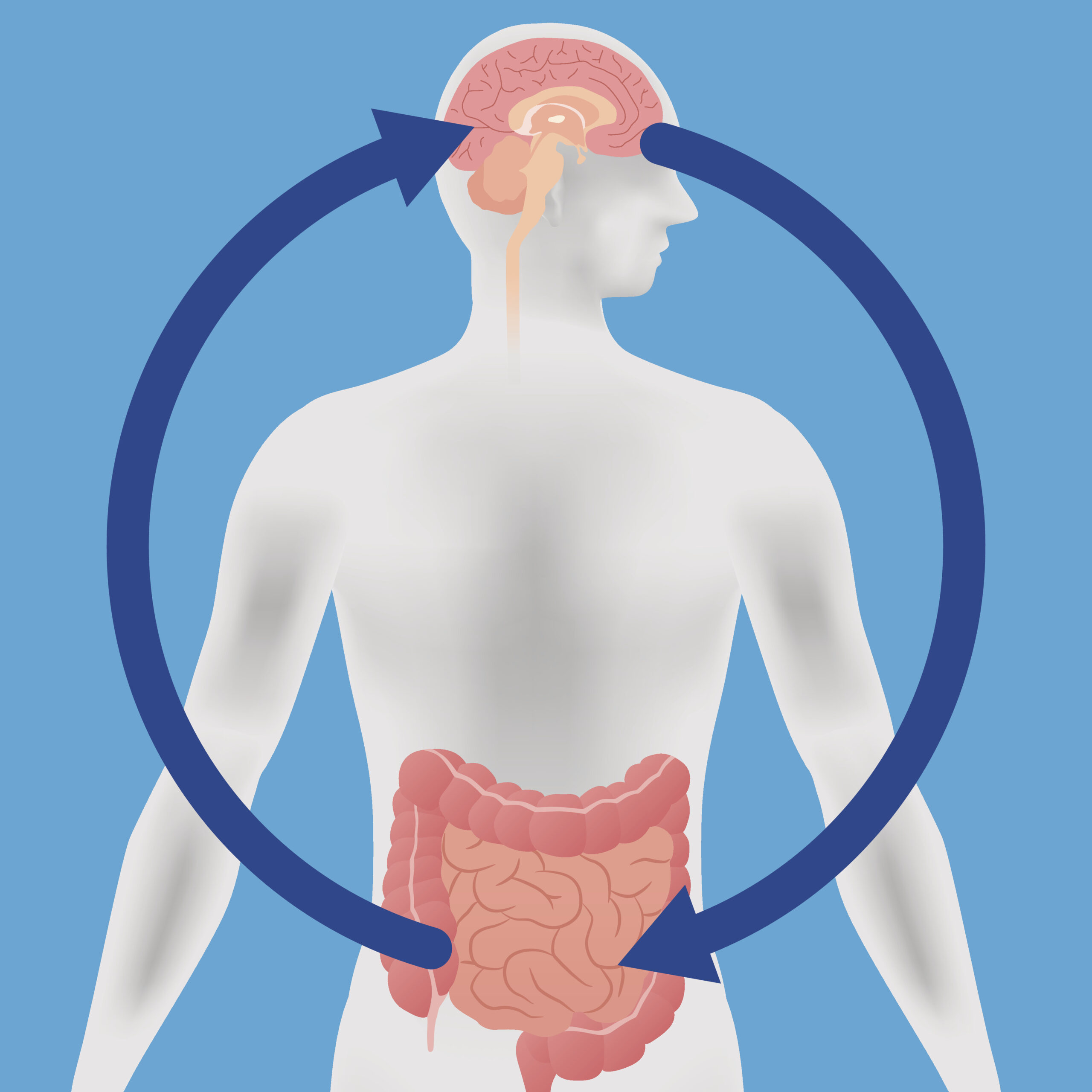 Le lien entre l'intestin et le cerveau est complexe.