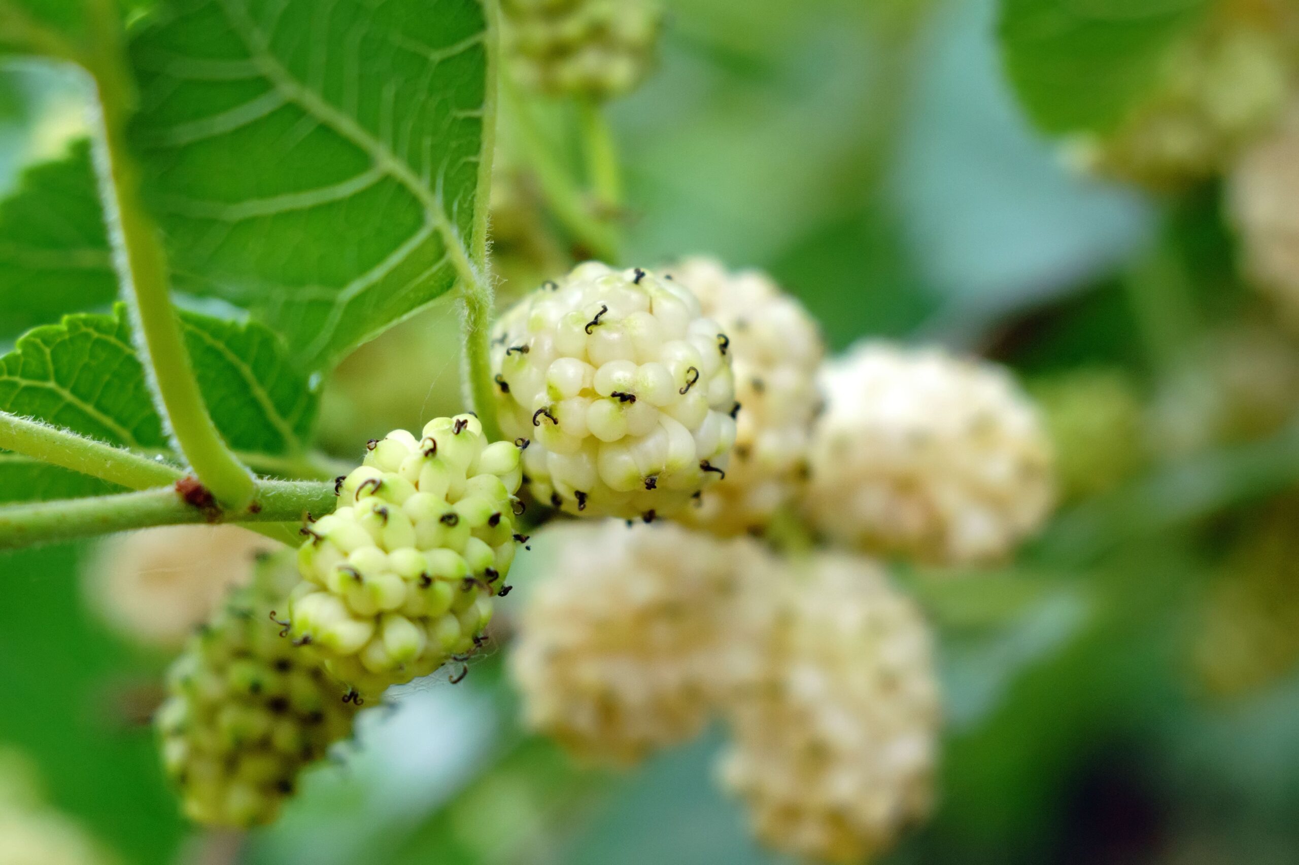 Mûrier blanc: un allié pour contrôler les pics de glucose